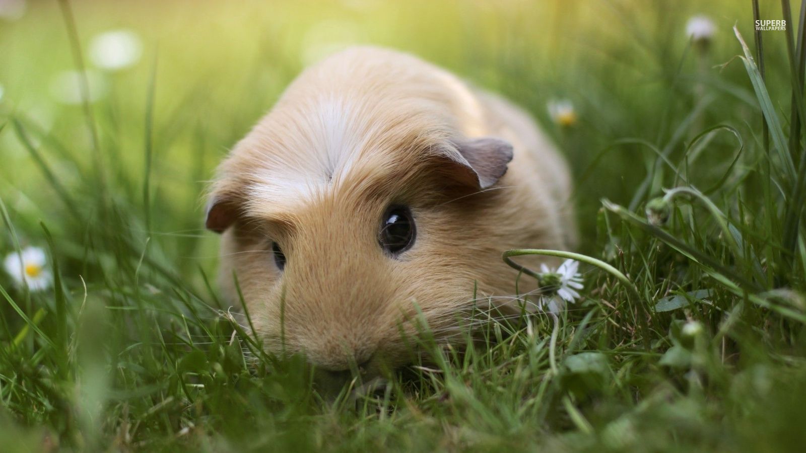 Guinea Pig Iphone Wallpapers