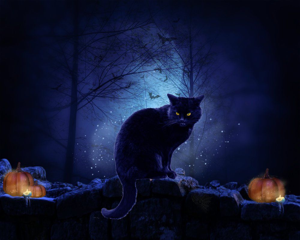 Halloween Cats Wallpapers