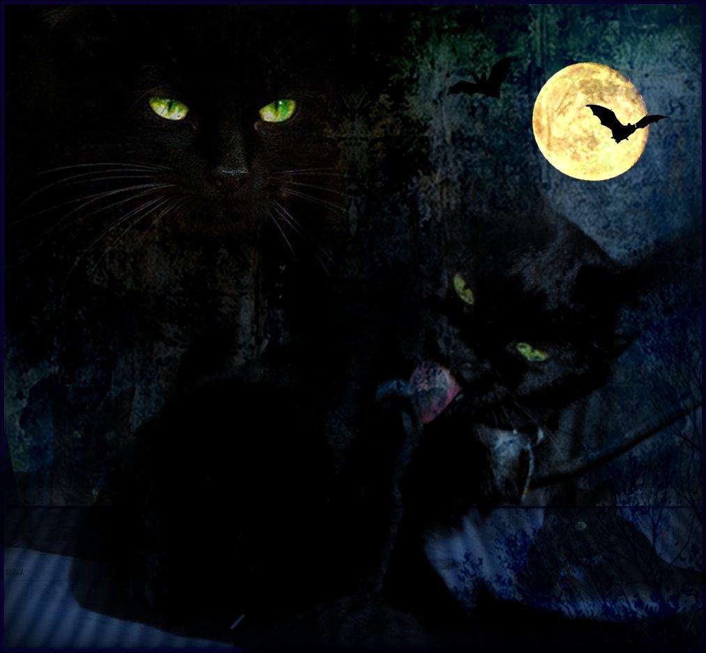 Halloween Cats Wallpapers