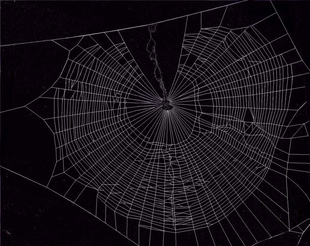 Halloween Spider Web Wallpapers