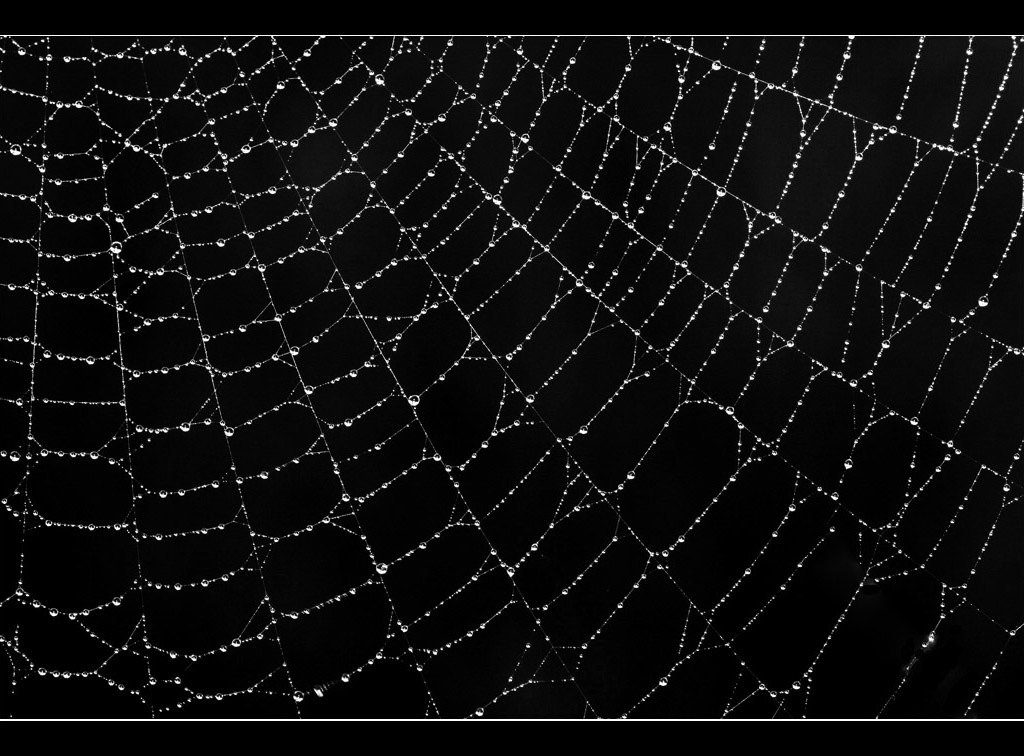 Halloween Spider Web Wallpapers