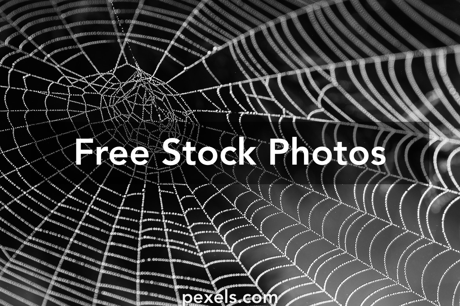 Halloween Spider Web Wallpapers