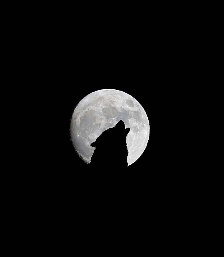 Halloween Wolf Wallpapers