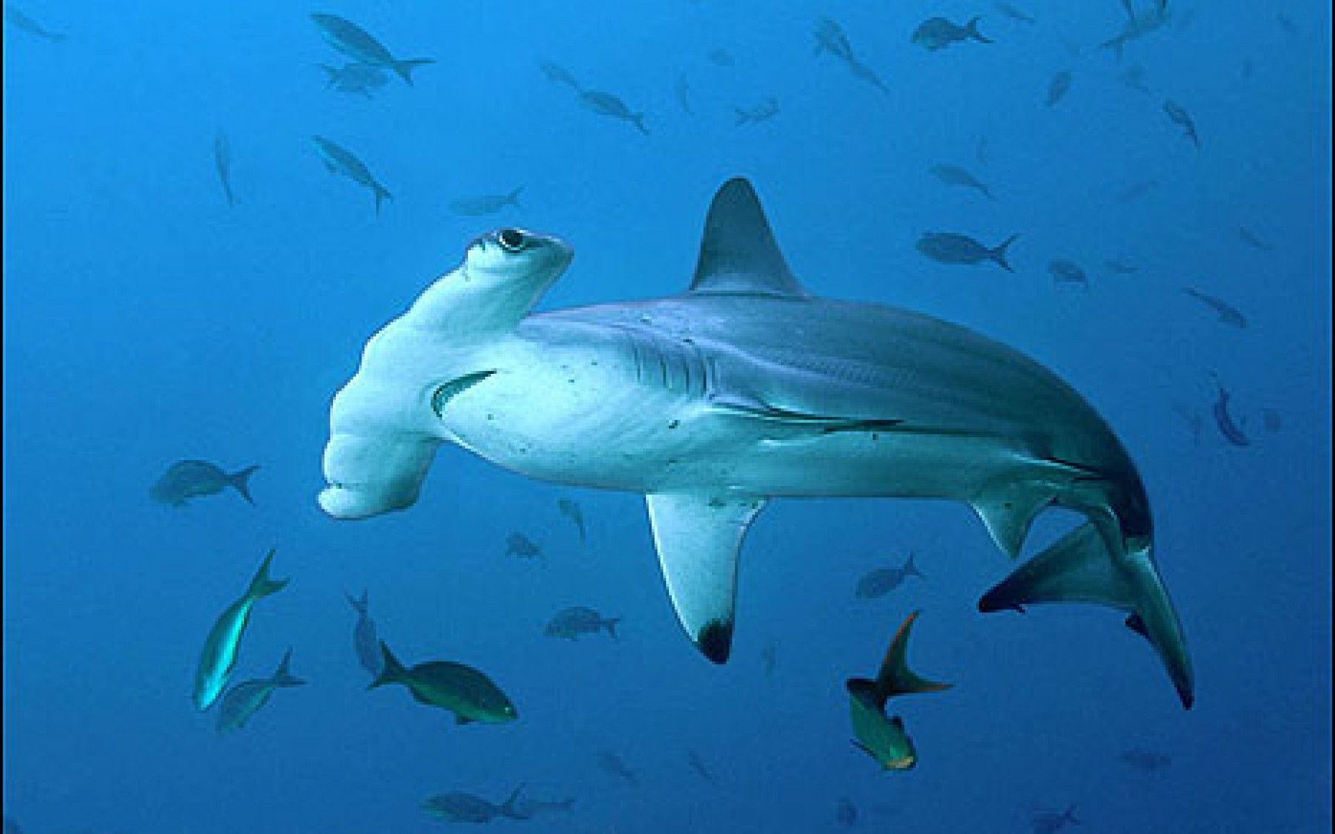 Hammerhead Shark Wallpapers