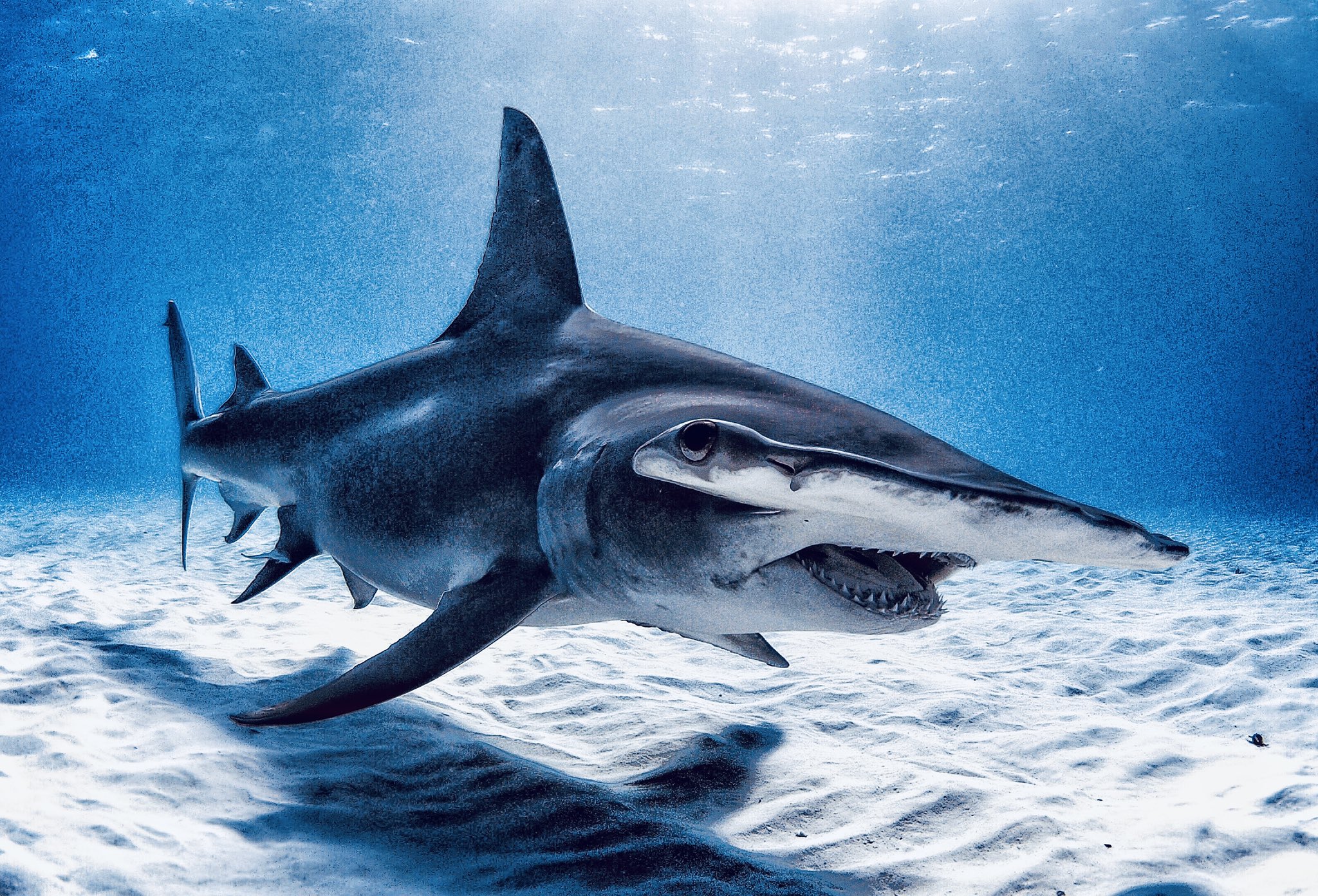 Hammerhead Shark Wallpapers