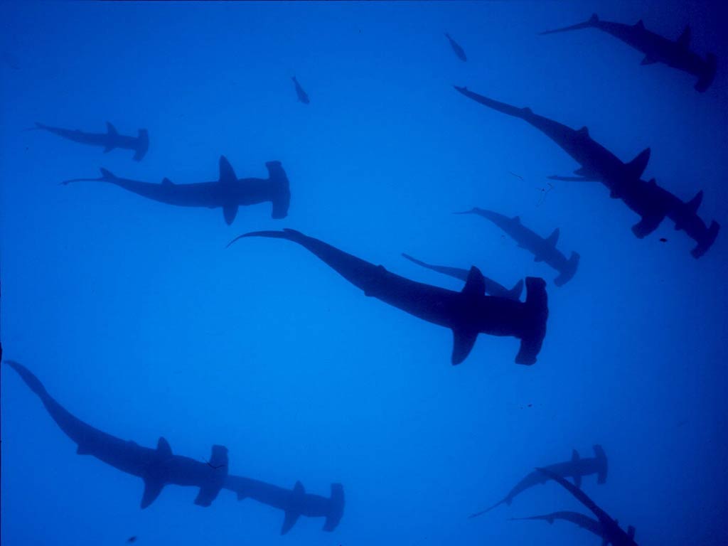 Hammerhead Shark Wallpapers