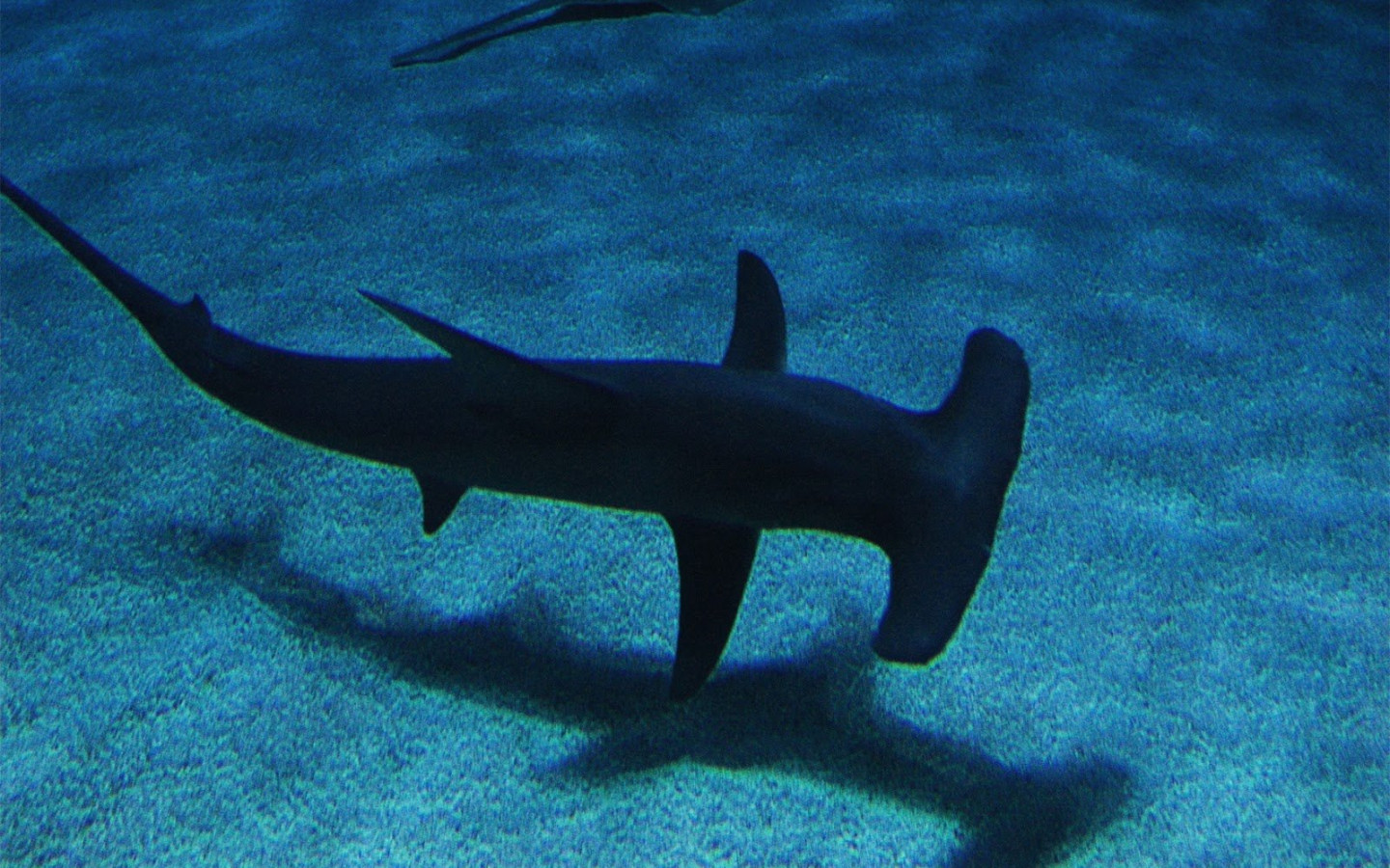 Hammerhead Shark Wallpapers