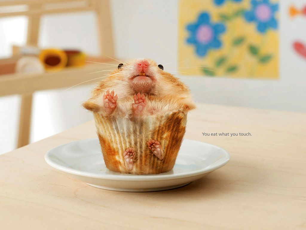 Hamster Meme Picture Wallpapers