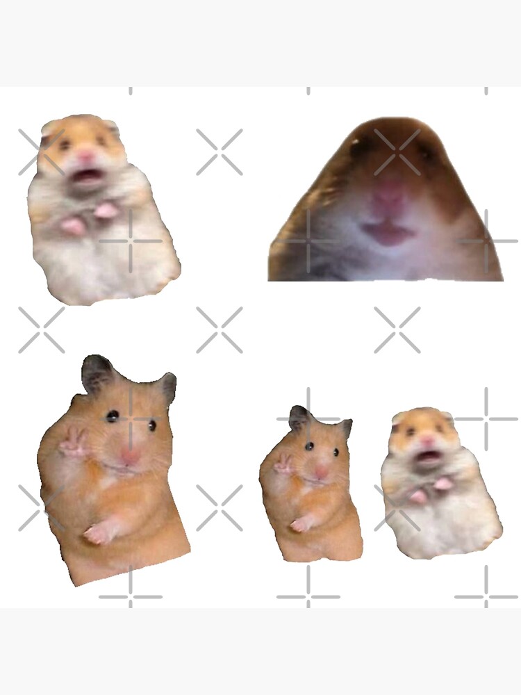 Hamster Meme Picture Wallpapers