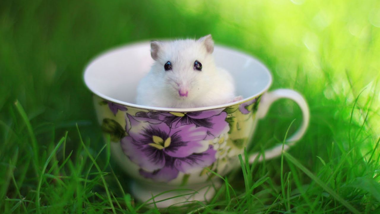 Hamster Meme Picture Wallpapers