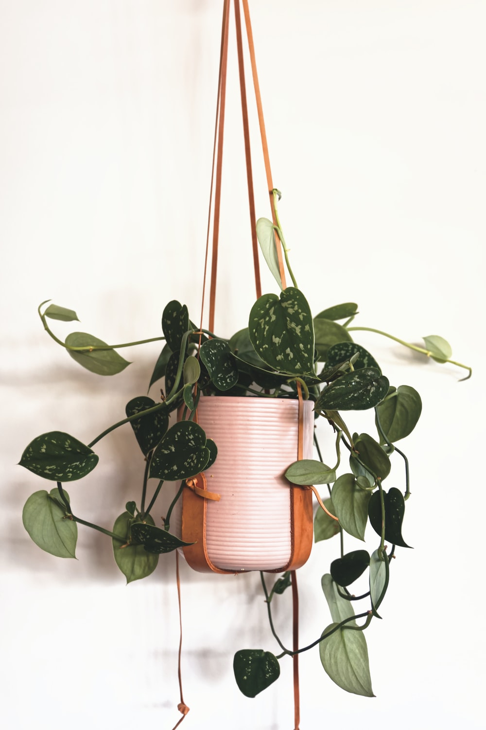 Hanging Plant Wallpapers