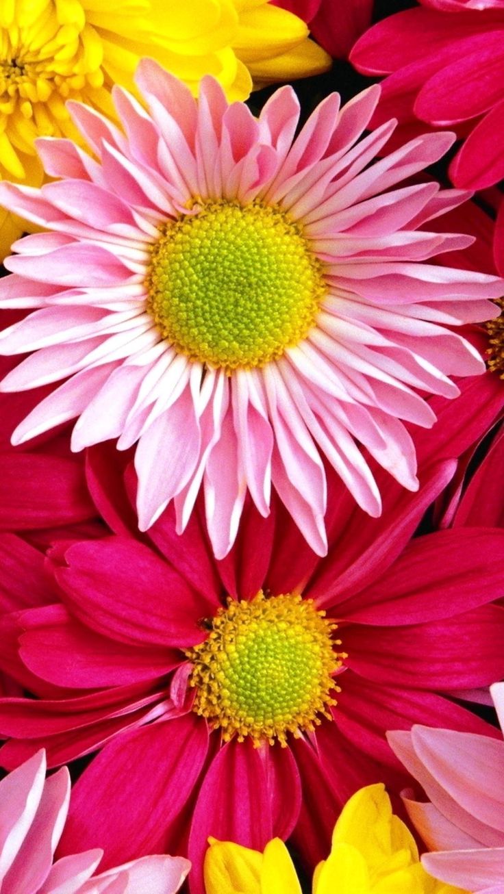 Happy Flowers Images Wallpapers