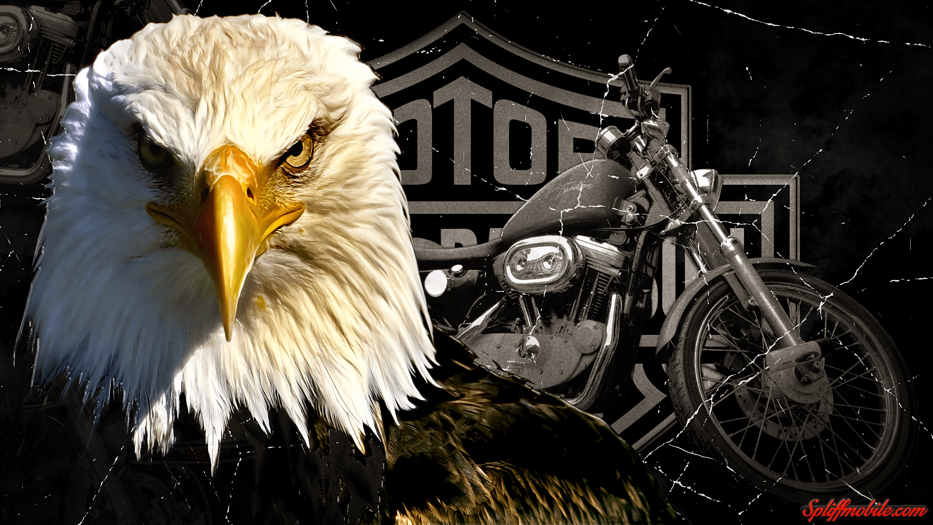 Harley Davidson Logo Eagle Wallpapers