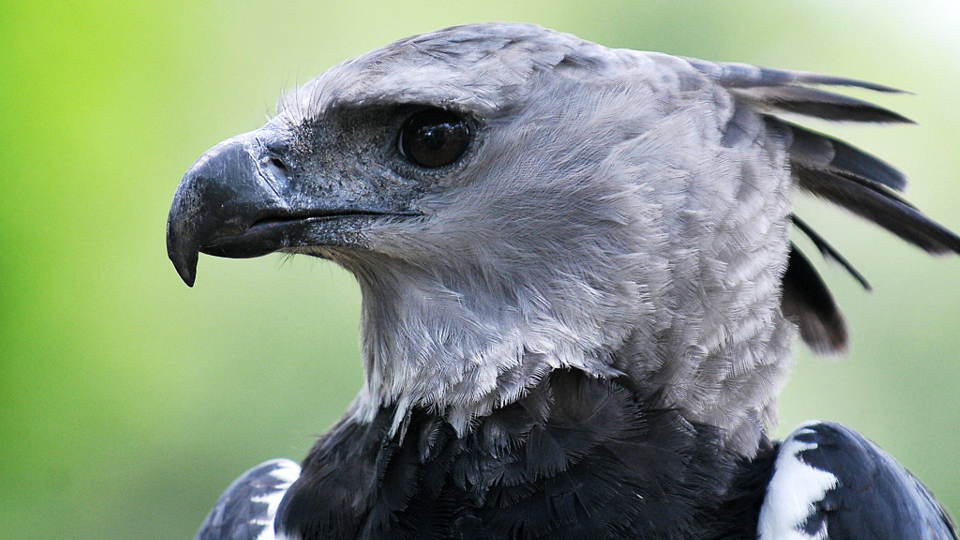 Harpy Eagle Wallpapers