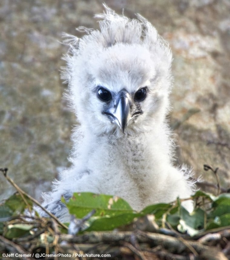 Harpy Eagle Wallpapers