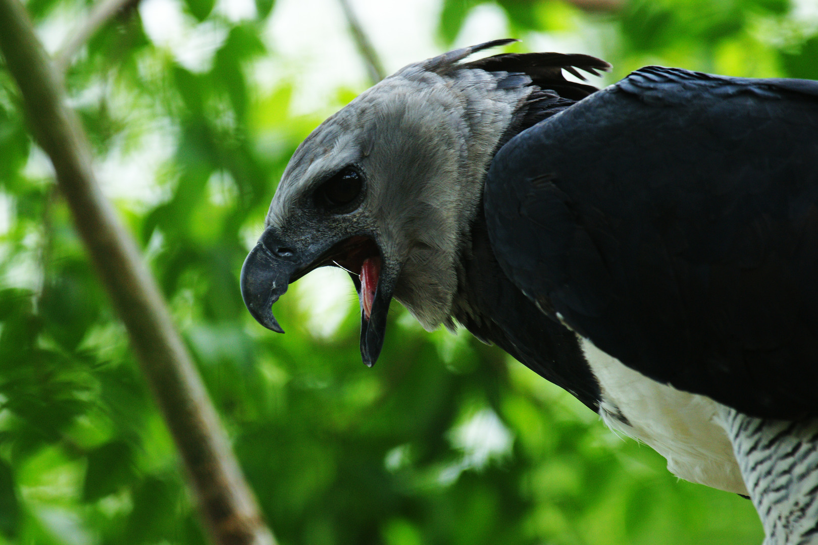 Harpy Eagle Wallpapers