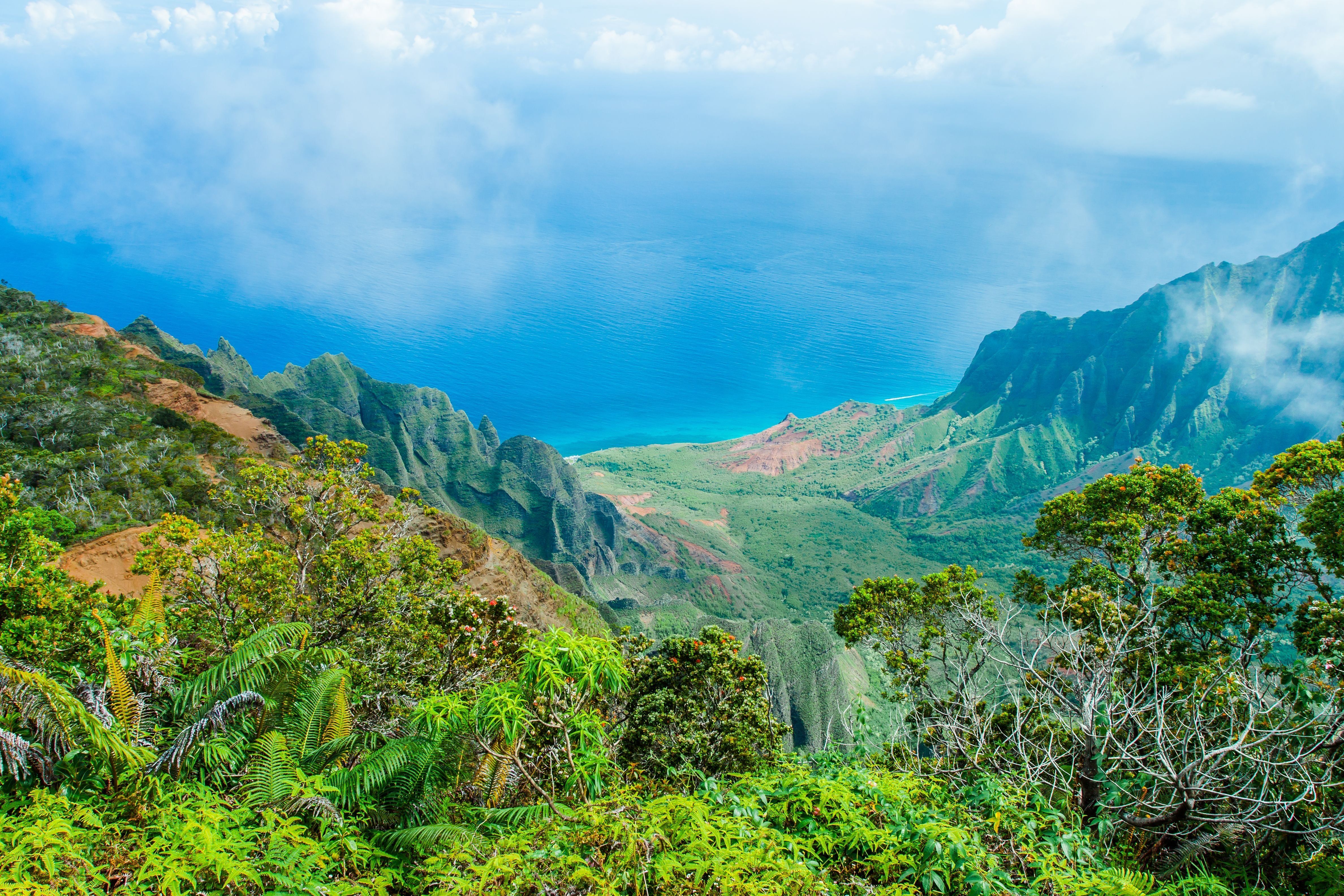 Hawaii Forest Wallpapers