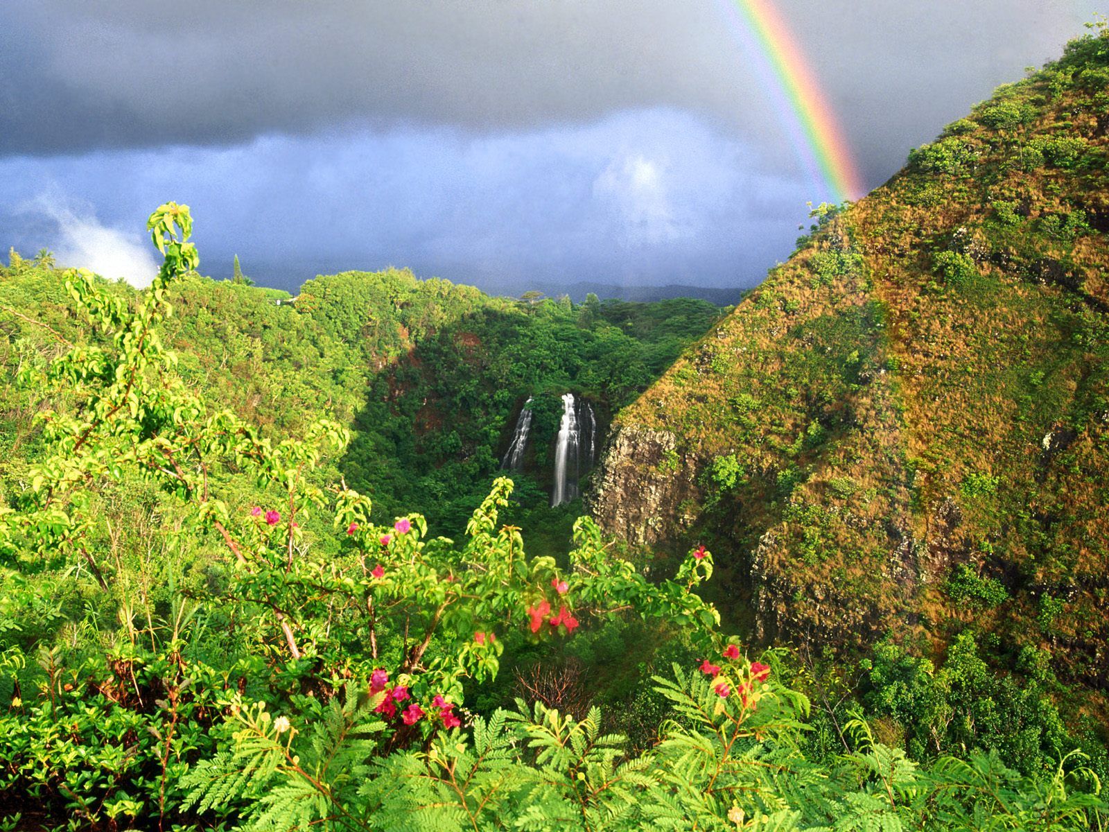 Hawaii Forest Wallpapers