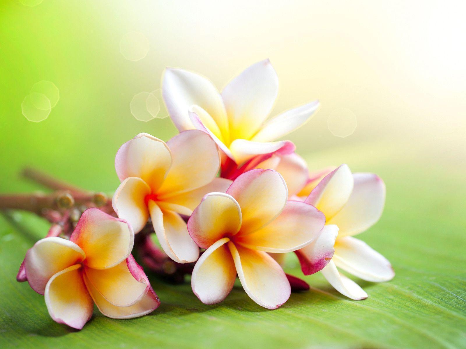 Hawaiian Flowers Wallpapers