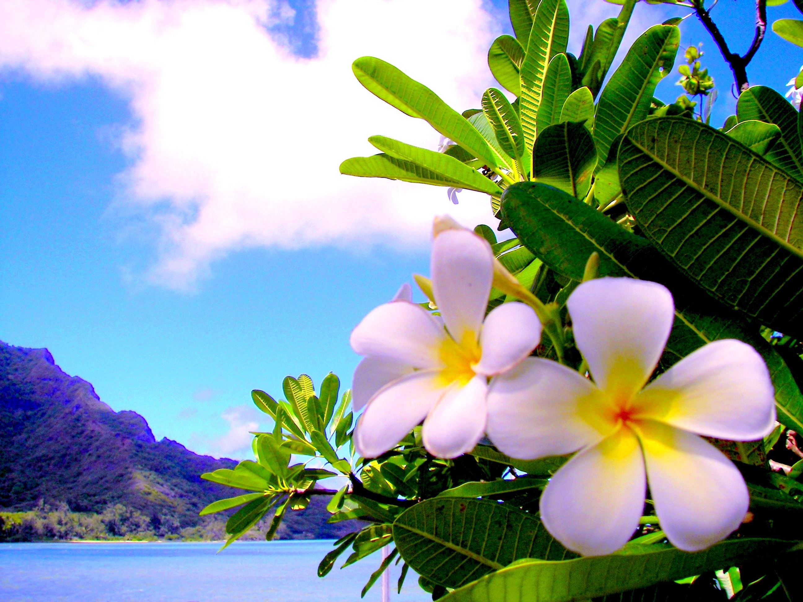 Hawaiian Flowers Wallpapers