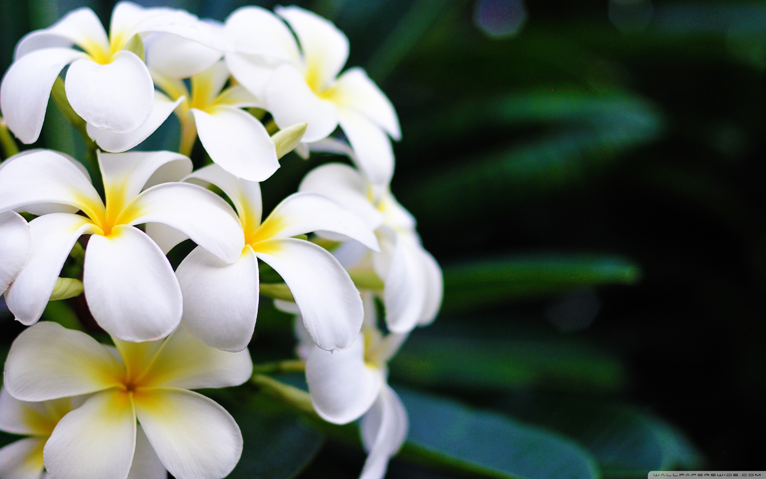 Hawaiian Flowers Wallpapers