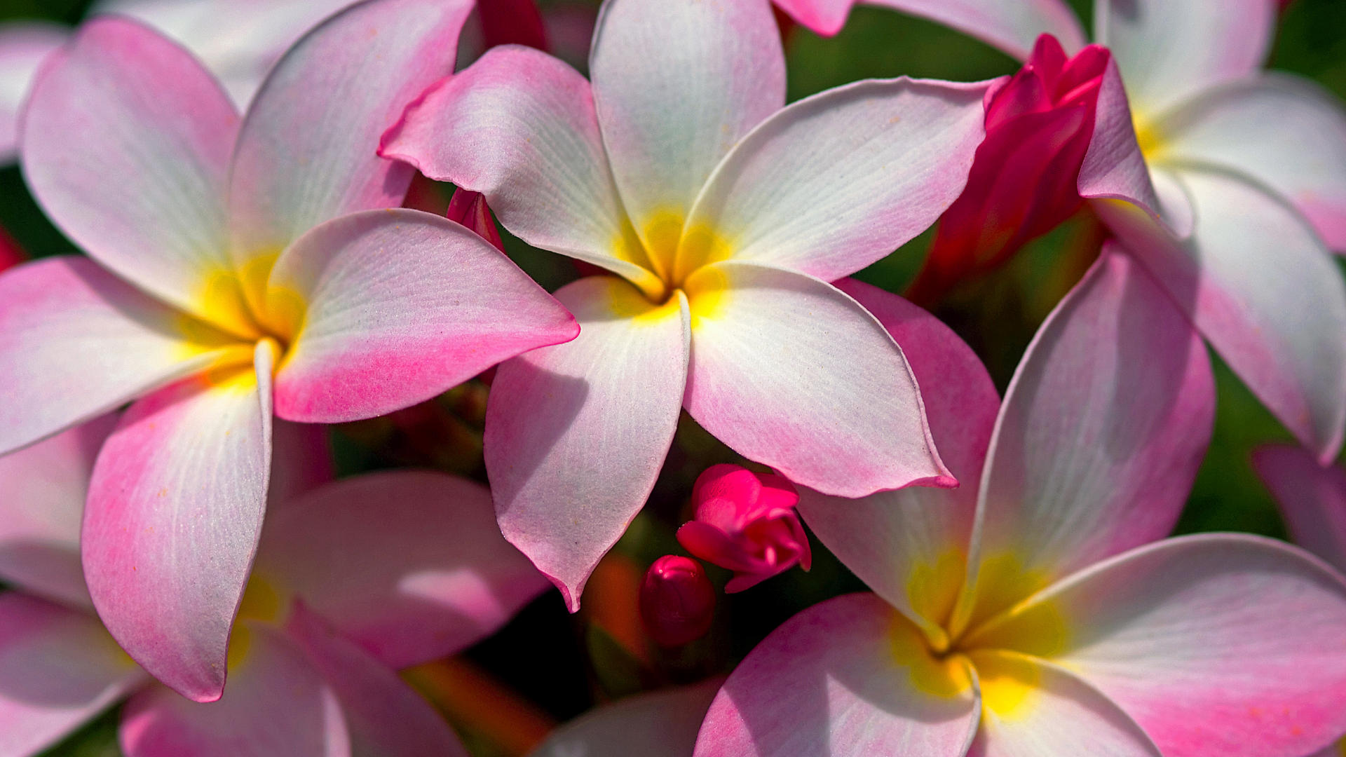 Hawaiian Flowers Wallpapers