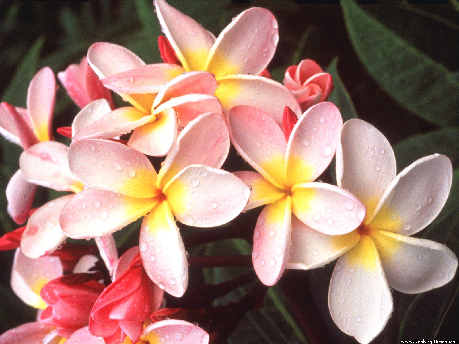 Hawaiian Flowers Wallpapers