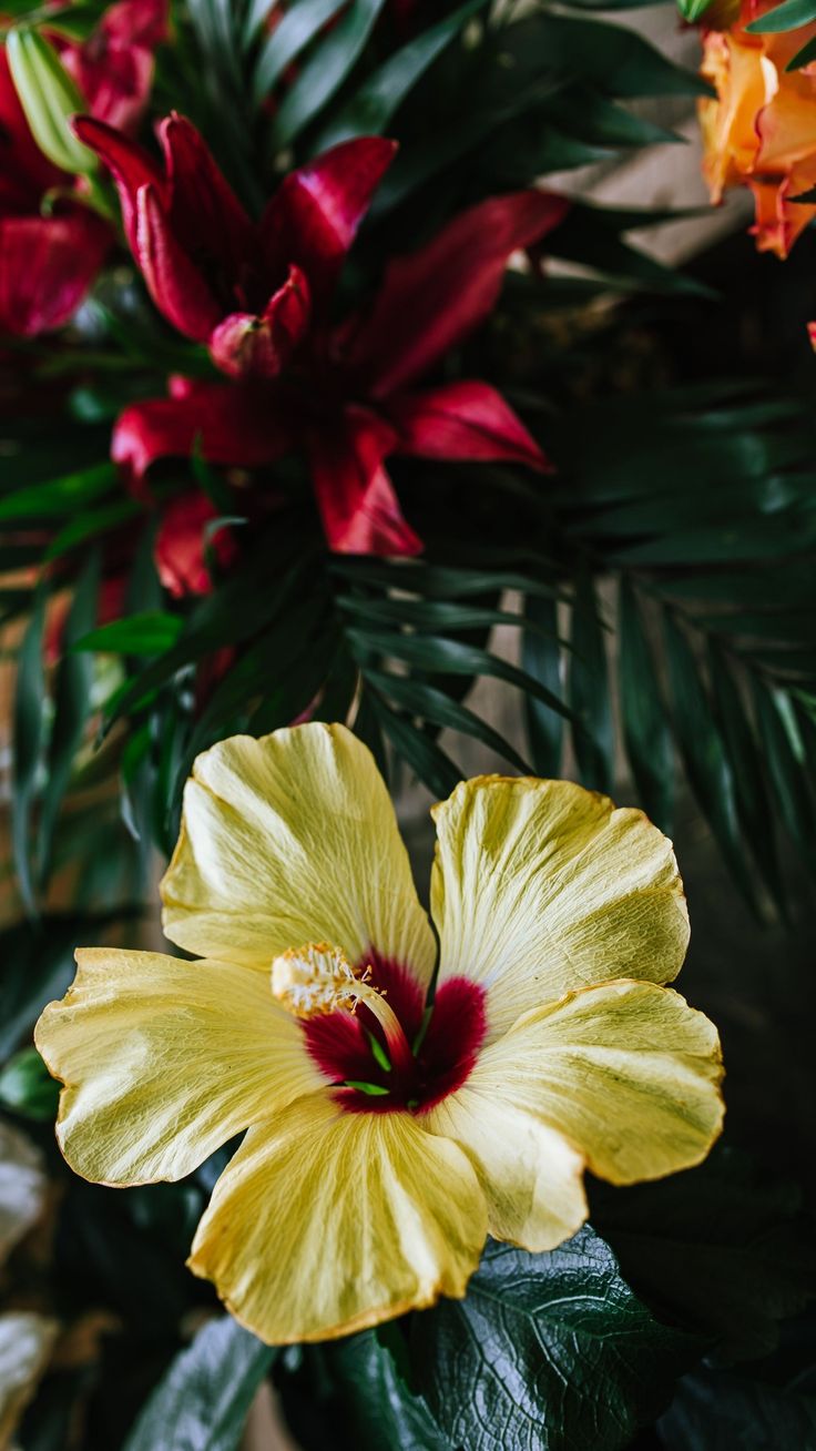 Hawaiian Flowers Wallpapers