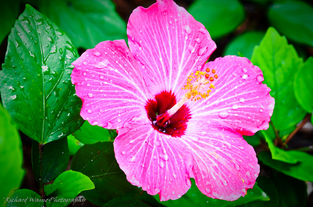 Hawaiian Flowers Wallpapers