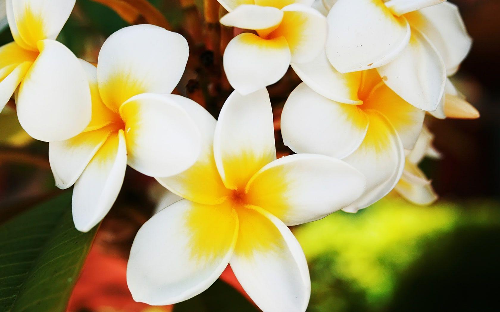 Hawaiian Flowers Wallpapers