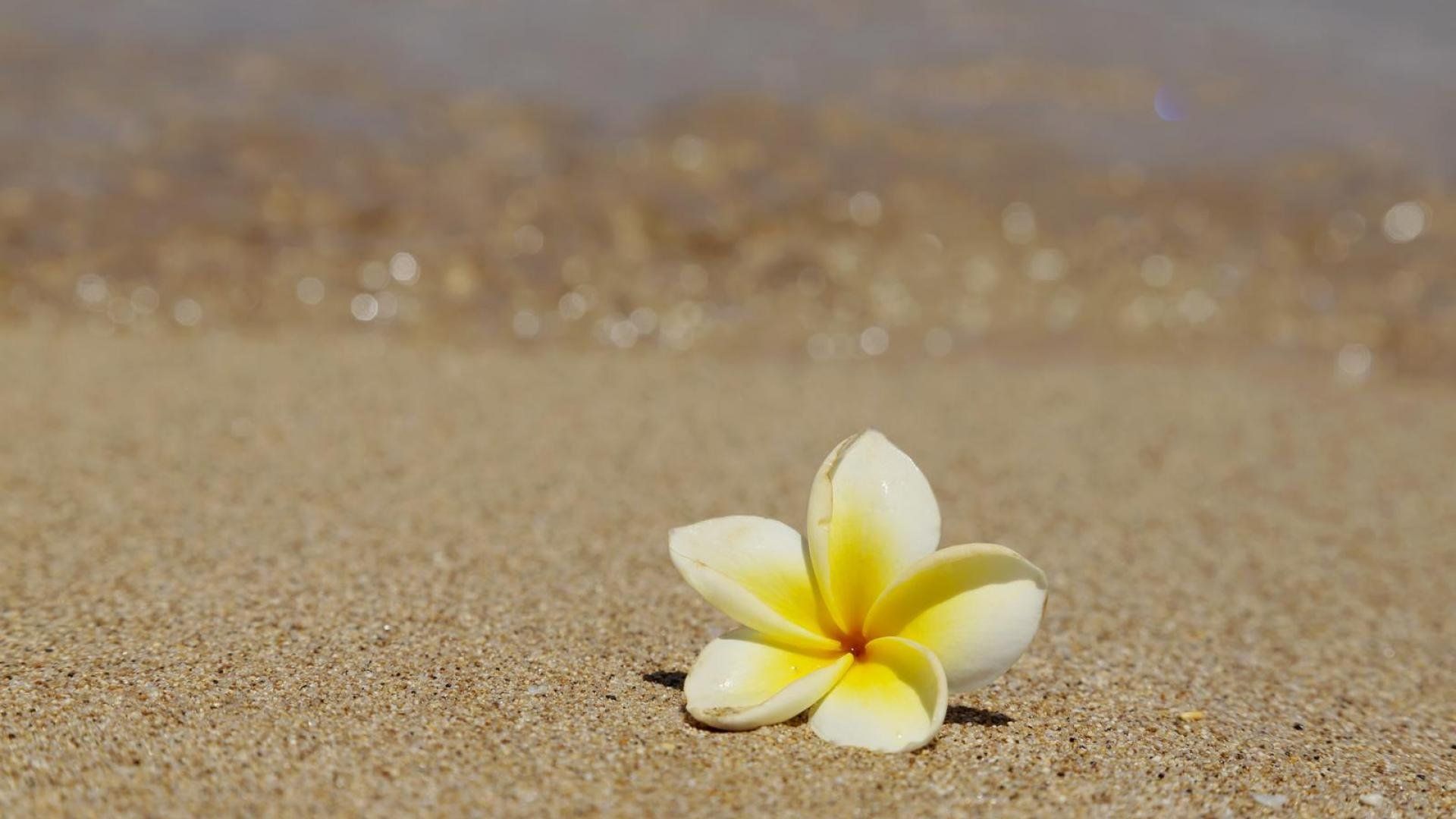 Hawaiian Flowers Wallpapers