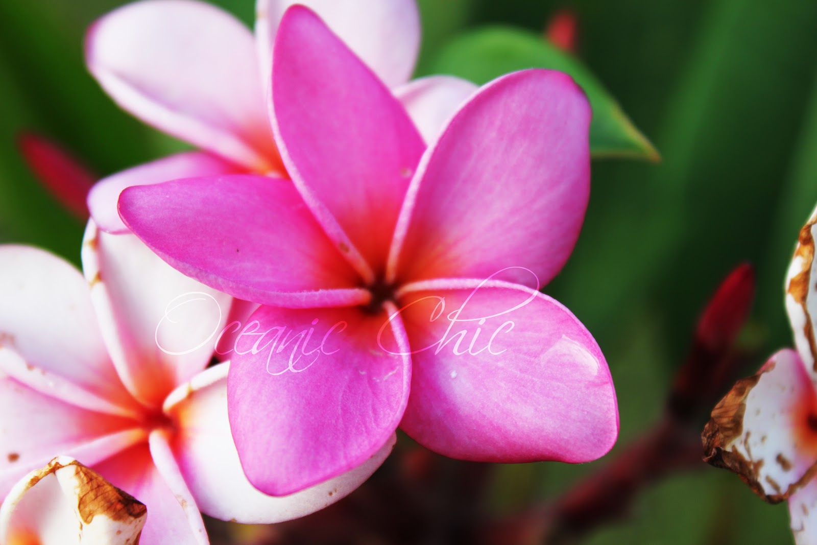 Hawaiian Flowers Wallpapers