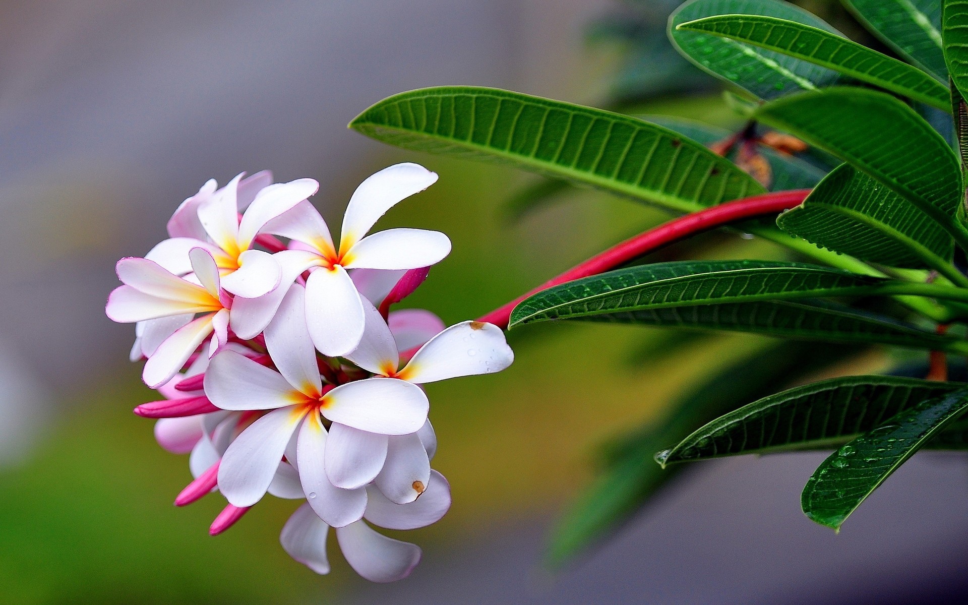 Hawaiian Flowers Wallpapers