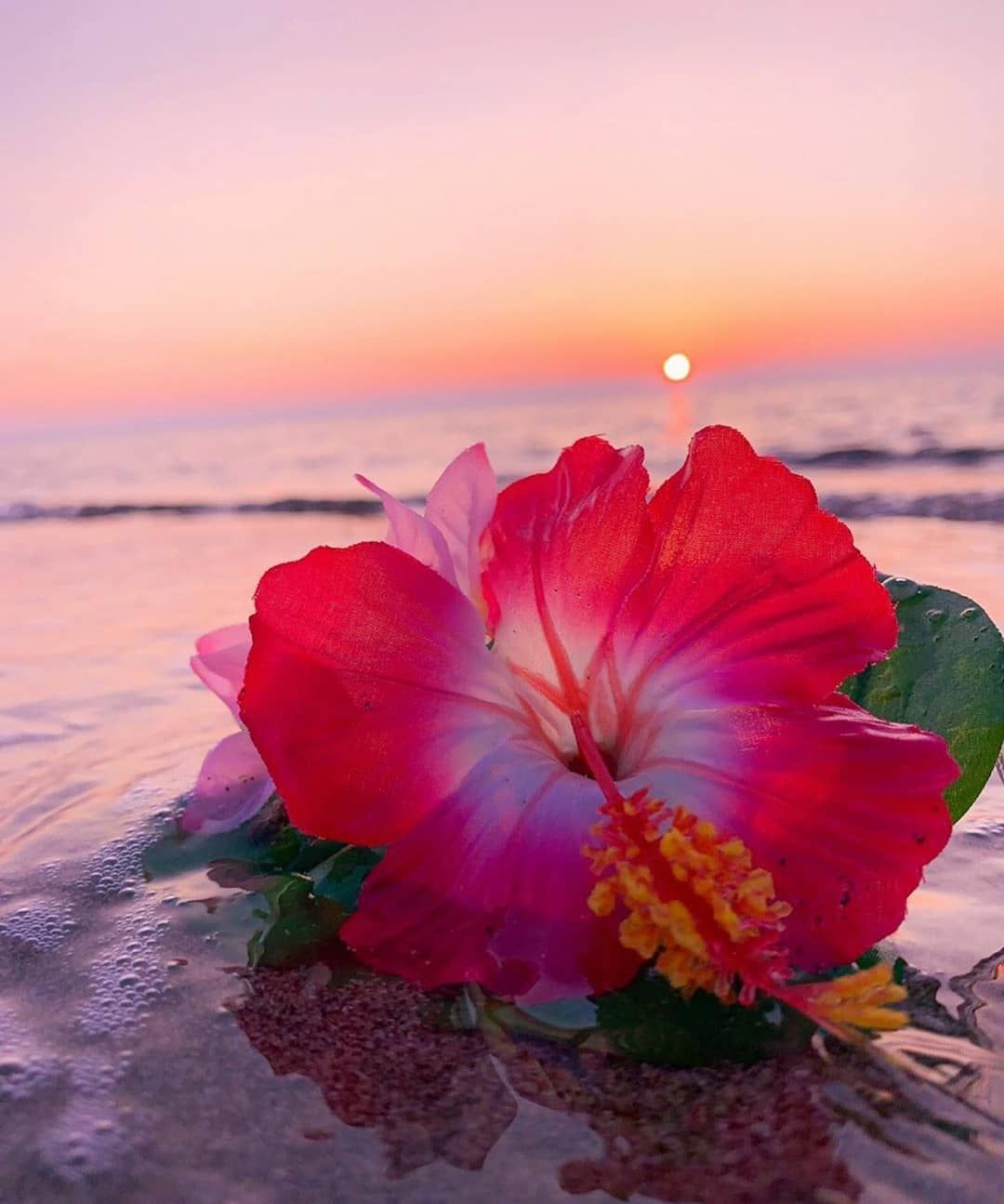 Hawaiian Flowers Wallpapers