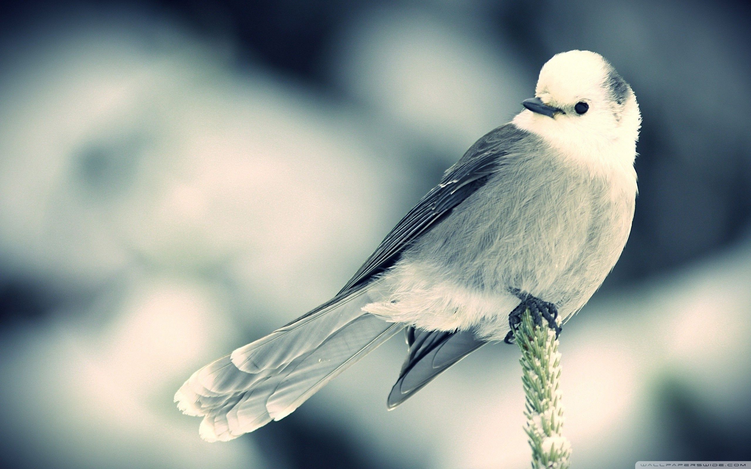 Hd Birds Wallpapers