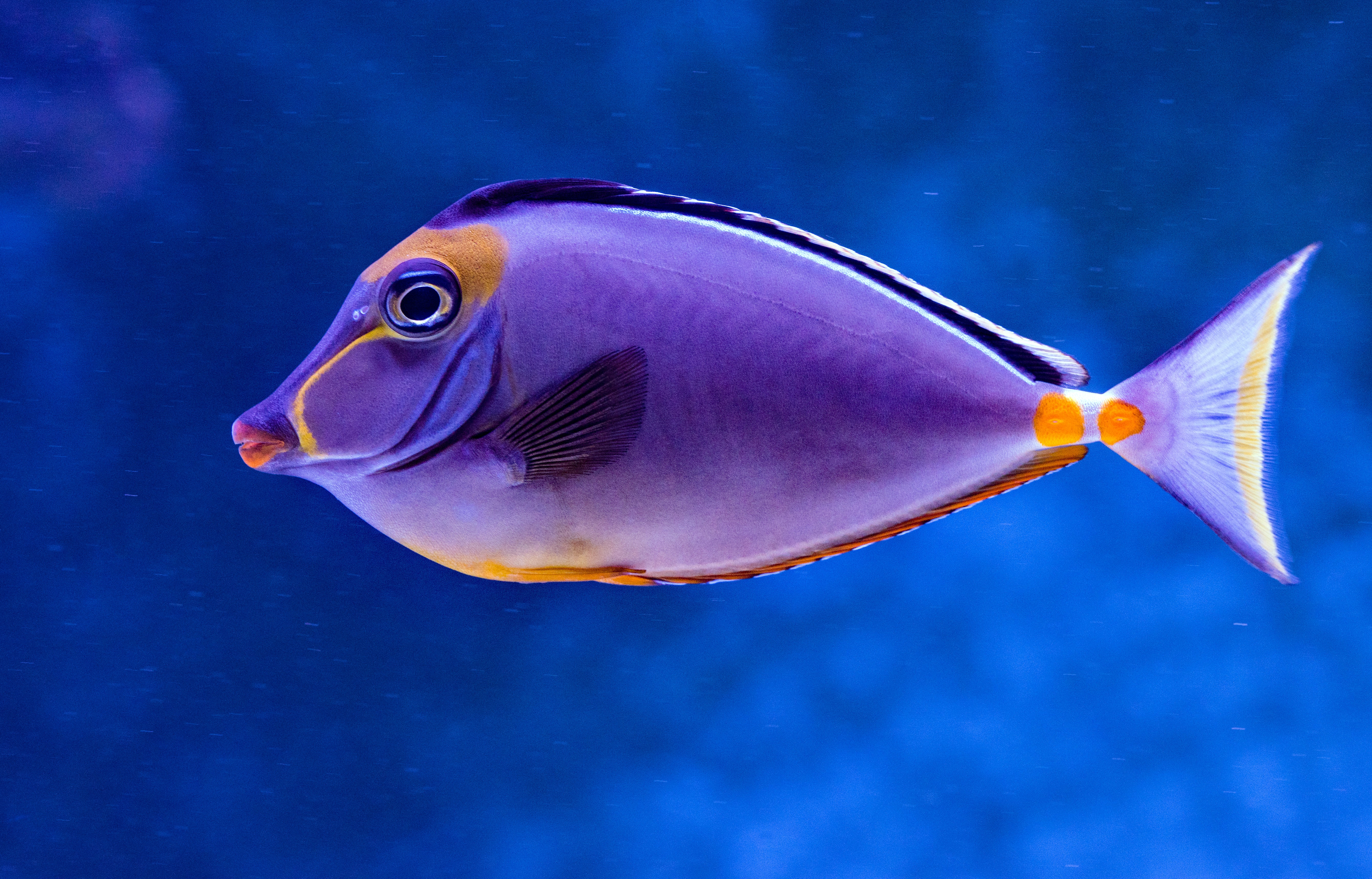 Hd Fish Wallpapers