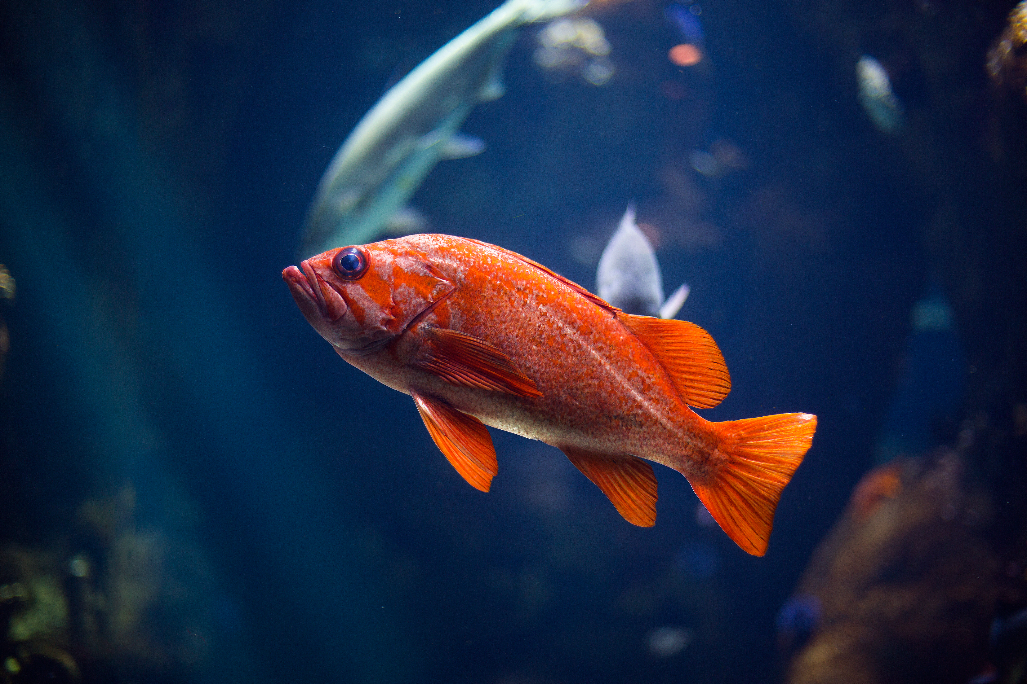 Hd Fish Wallpapers