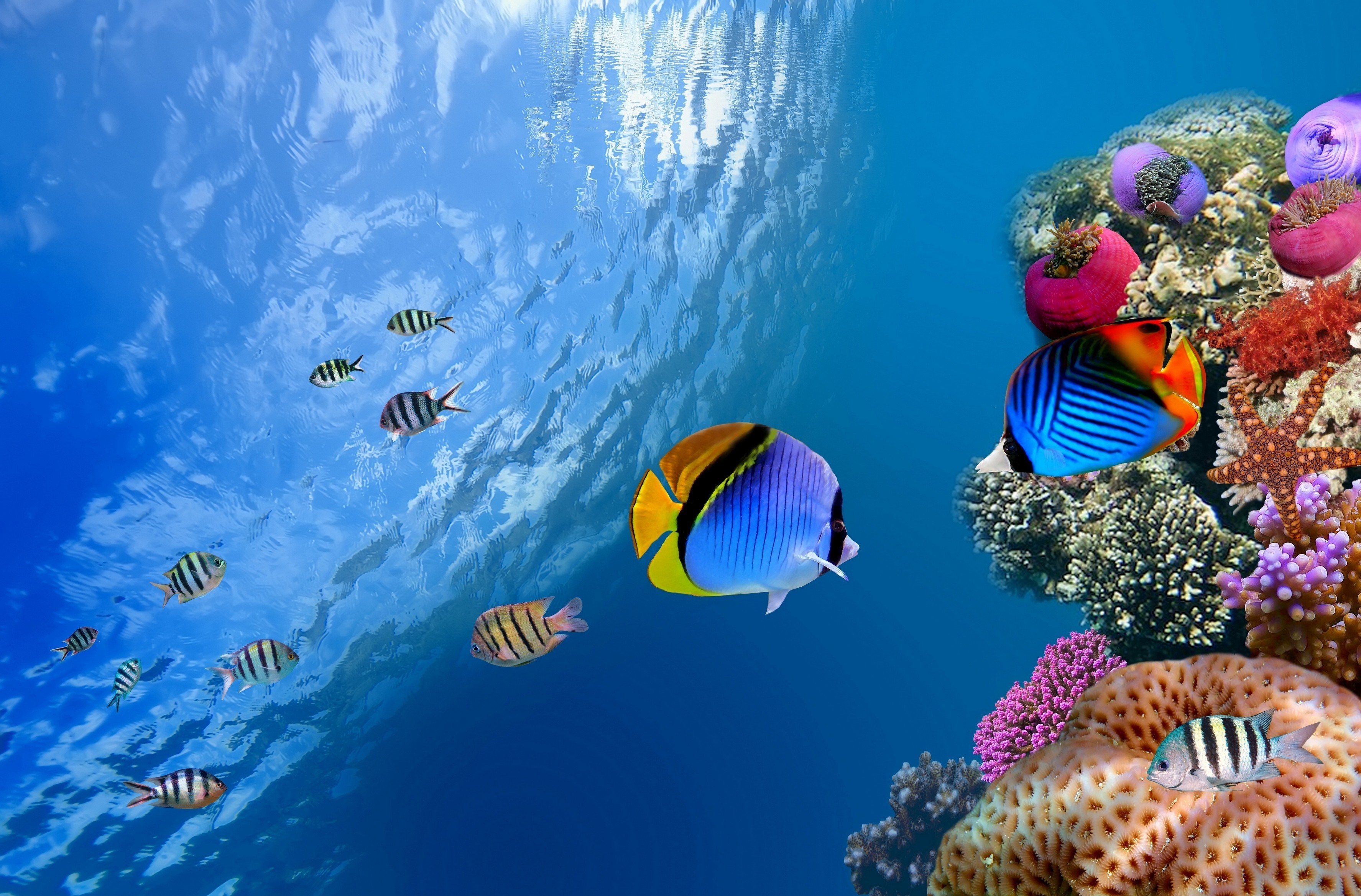 Hd Fish Wallpapers