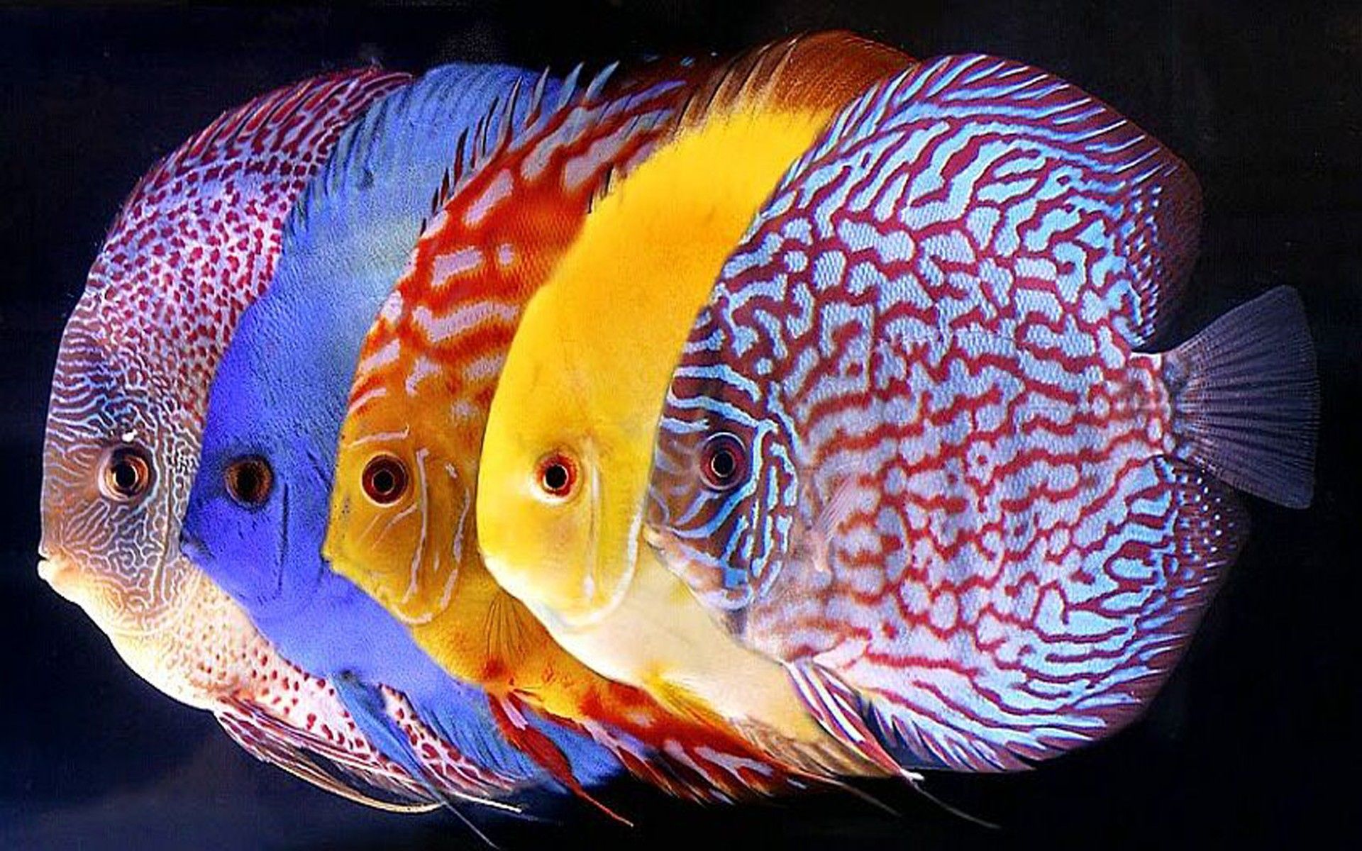 Hd Fish Wallpapers