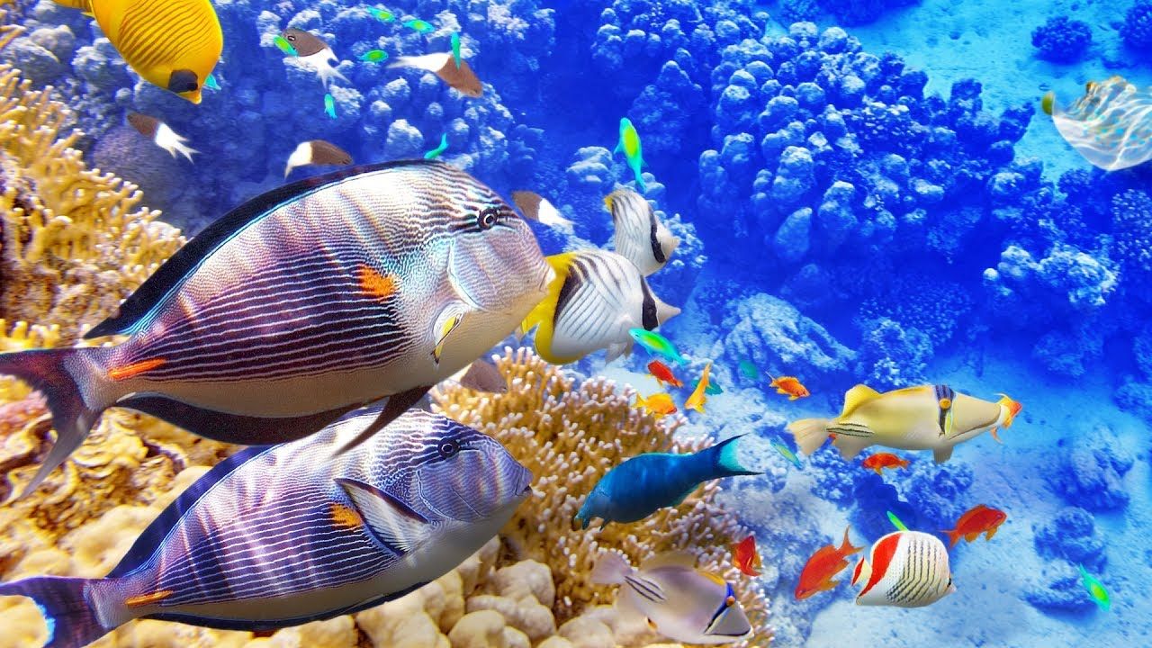 Hd Fish Wallpapers