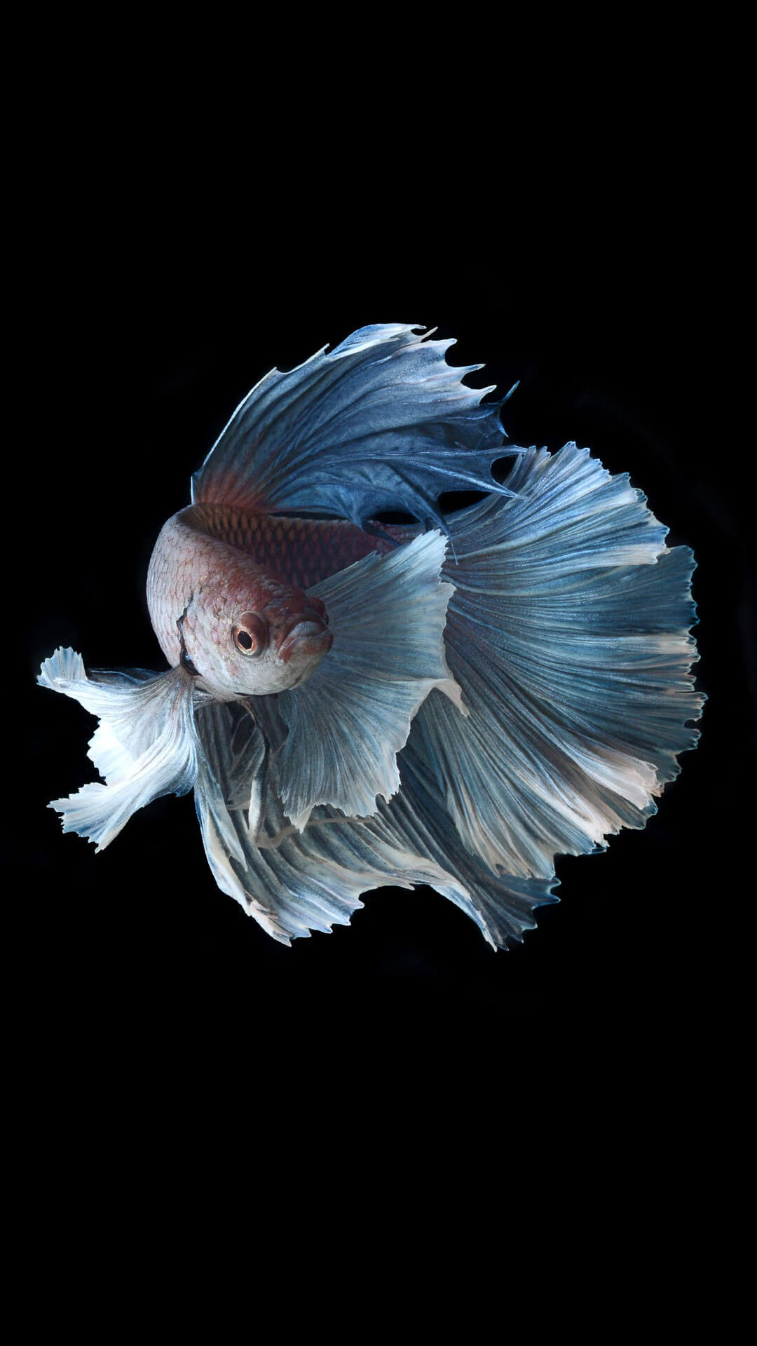 Hd Fish Wallpapers