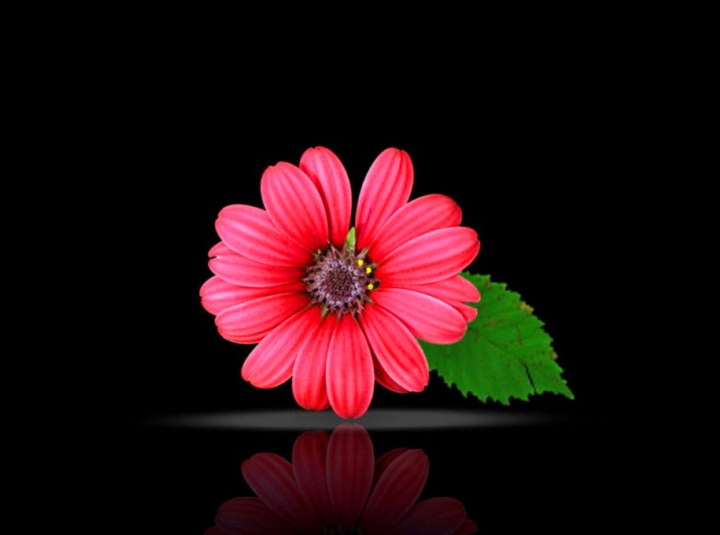 Hd Flowers Images Wallpapers