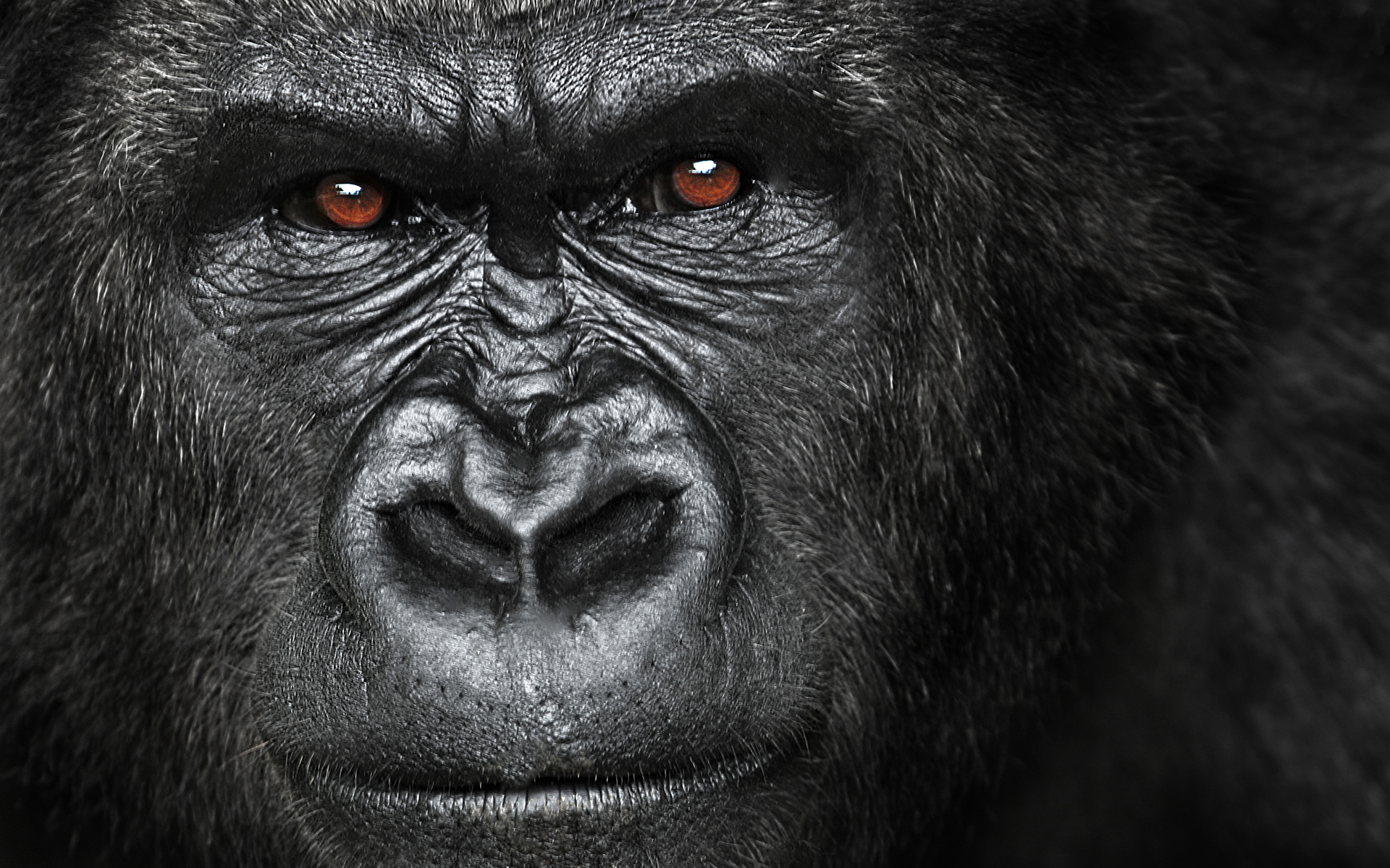 Hd Gorilla Wallpapers