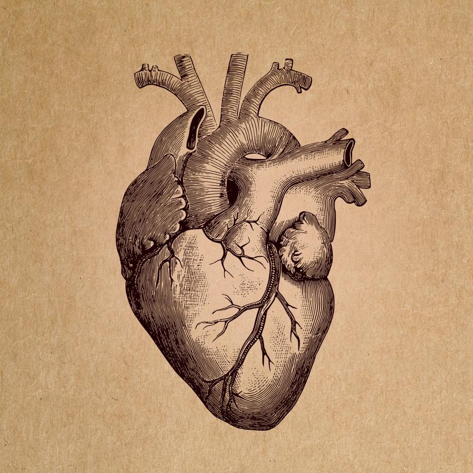 Heart Anatomy Wallpapers