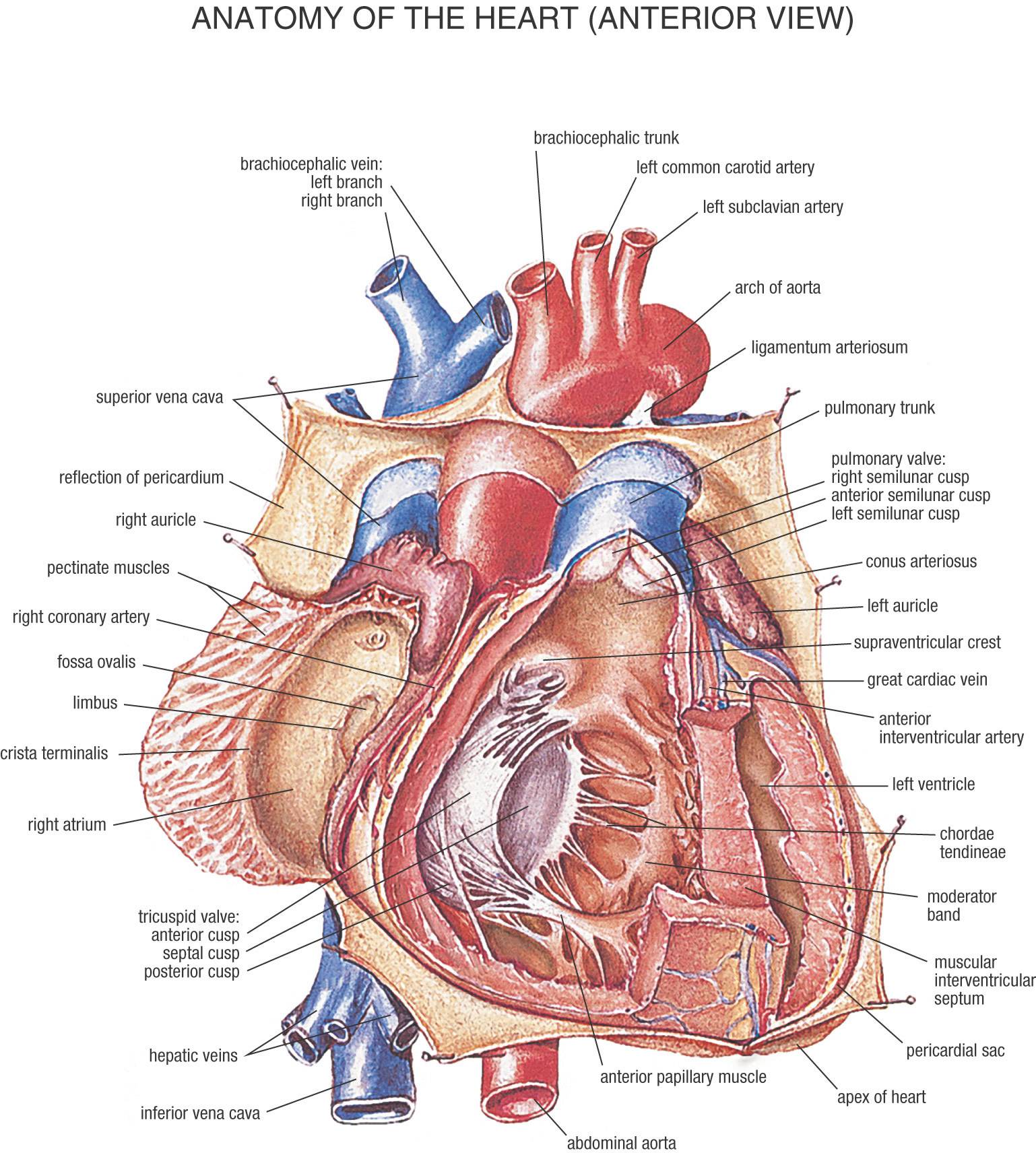 Heart Anatomy Wallpapers