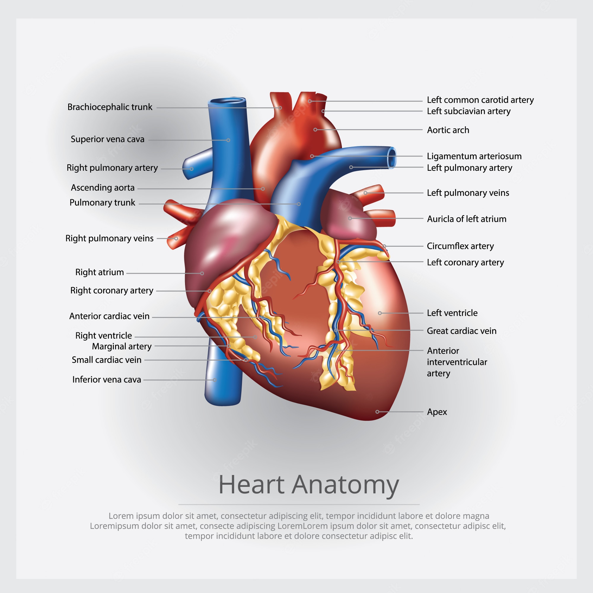 Heart Anatomy Wallpapers