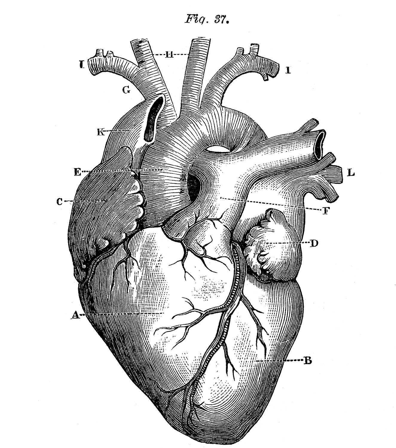 Heart Anatomy Wallpapers