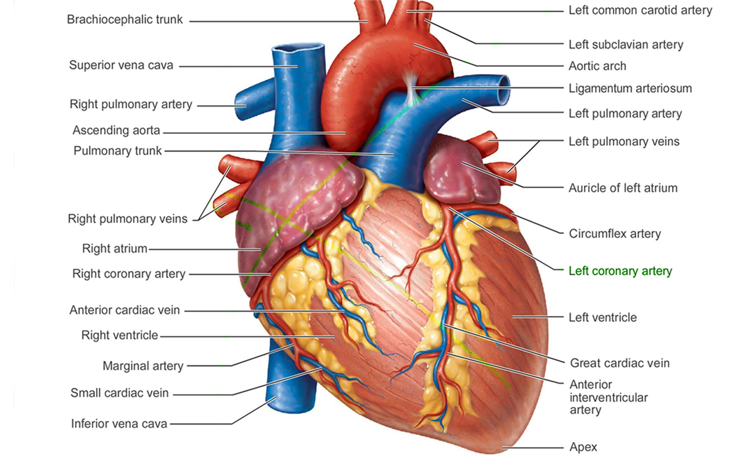 Heart Anatomy Wallpapers