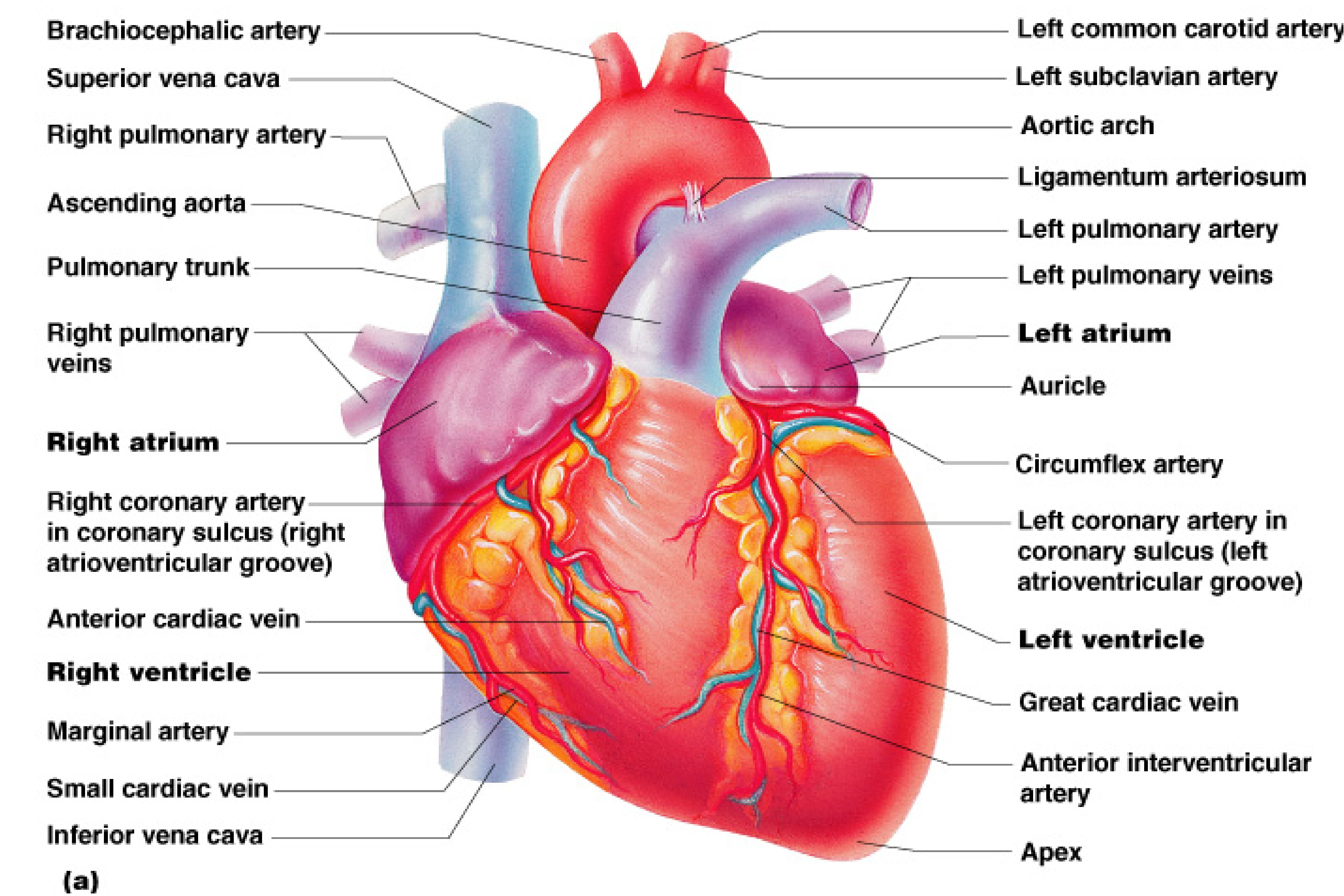 Heart Anatomy Wallpapers