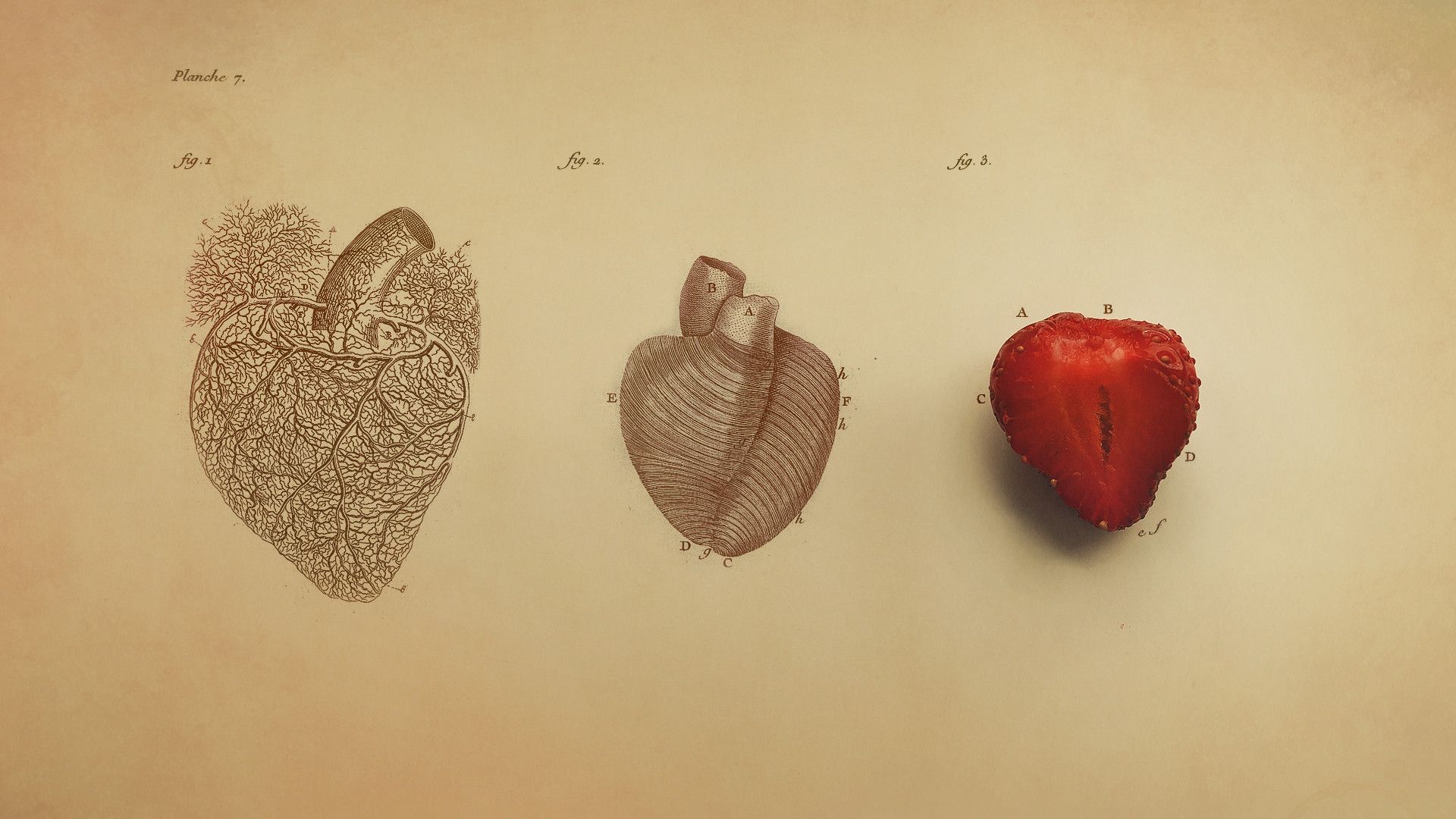 Heart Anatomy Wallpapers